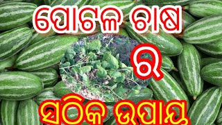 ପୋଟଳ ଚାଷ ର ସଠିକ ଉପାୟ ||Potala chasa kemiti karajae||Pointed gourd farming||Gaonlia farming odisha||