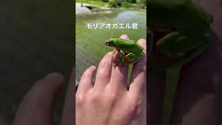 モリアオガエルが居ました🐸可愛い❤️