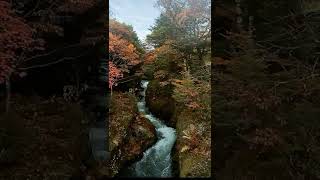 【紅葉の竜頭ノ滝(龍頭滝)】2022年10月15日時点、奥日光紅葉の名所、滝下と滝上の景観を一気見 #Shorts