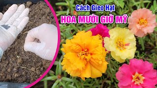 Cách gieo hạt hoa mười giờ Mỹ