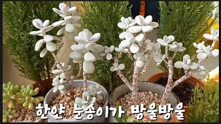 다육이 방울복랑 하얗고 동그란 잎들이 다글다글 멋스럽다