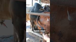 Ketika ga bisa kawin IB, kawin alam solusinya #fypシ #shorts #sapi #cow