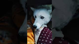 #bollywood #song #love #music #reels #cockatoos #funny #comedy #viral #trend #dog #pets