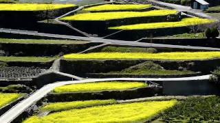 徳島で遊ぶ 江田 菜の花の里