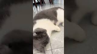 每只小猫咪都该自觉成为贴贴猫！#猫