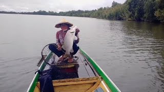 mancing di muara sampai hulu sungai hasil nya Alhamdulillah #kakapputih