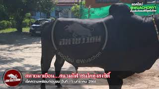 เยี่ยมคอกสนามชนโคทุ่งสงซิตี้ วันที่ 15 ม.ค. 68 คู่ที่ 9 นิลมาใหม่มาลัยทอง (ลูกพริก) vs นกเขาใหญ่