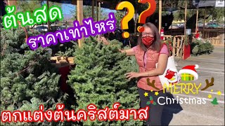 ตกแต่งต้นคริสต์มาส สไตล์ฝรั่งมะกัน ❗ซื้อที่ไหน ราคาเท่าไหร่ มีสายพันธุ์❓อเมริกา แคลิฟอร์เนีย|Malihom