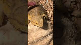 【フトアゴヒゲトカゲ🦎】in箱根動物ランドだっこして！zoo!