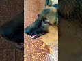 NAUGHTY BUZU #youtubeshorts #germanshepherdbarking #trending #subscribe