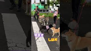 【甲斐犬】甲斐犬×秋田犬×柴犬が偶然揃いました。甲斐犬いちご🍓