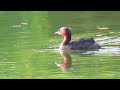 カイツブリ_178_2024.8.13.多摩川_little grebe_4k