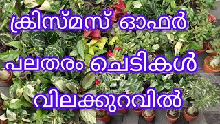 ക്രിസ്മസ് സ്പെഷ്യൽ ഓഫർ വീഡിയോ ചെടികൾ വിലക്കുറവിൽ #wats app-8075526920