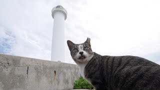 【ポーズをとる猫】沖縄本島読谷村の残波岬灯台とねこさん Cape Zampa Lighthouse, Okinawa