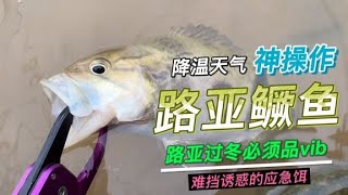 路亚过冬必须品,降温天气神操作,稀缺鳜鱼难挡诱惑的应急饵