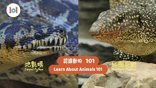 【認識動物101】地氈蟒與紅樹巨蜥