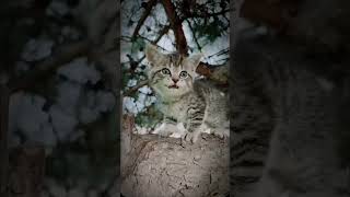 #cat video# @azimajannat1212