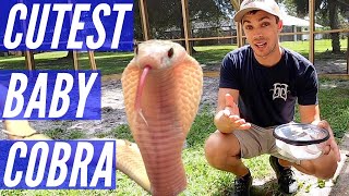 Unboxing New Cobra!