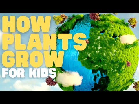 What do you need to plant a plant?