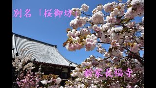 八重桜咲く桜御坊　奈良県 広陵町 新家長福寺　写真紀行　２０２１