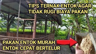 PAKAN ENTOK MURAH DAN ENTOK CEPAT BERTELUR