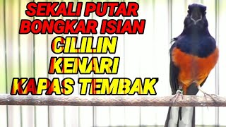 PANCINGAN LANGSUNG NYAUT DENGAN MURAI BATU ISIAN KENARI,CILILIN,KATEM,SEKETIKA EMOSI BONGKAR ISIAN