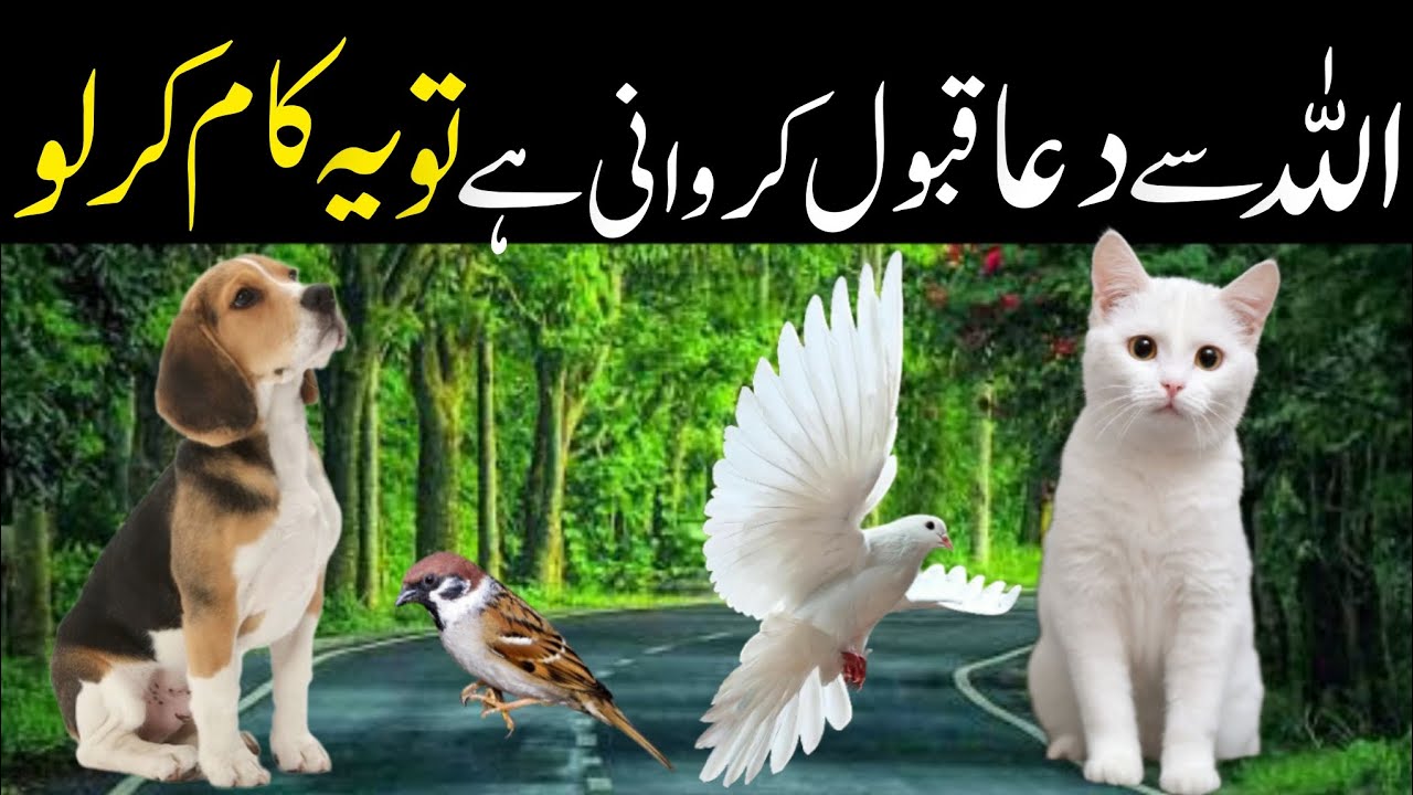 Janwar Jin Ki Dua Or Baddua Zaroor Qabool Hoti Hy Islamic Info 20 - YouTube