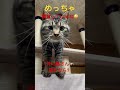 【猫】 興奮しました🤩　お外に鳥さん　捕まえたいよ　 cat キャット ねこ