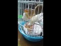 文鳥為了搶飼料而發動戰爭xdd