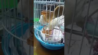 文鳥為了搶飼料而發動戰爭XDD