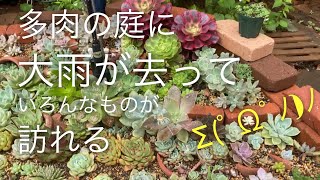 【多肉植物】レアなホムセン多肉‼️ 私の雨対策❣️お腐れ様も降臨😭