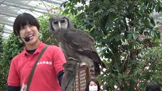 Bird Show | バードショー 掛川花鳥園