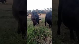 # Angus steers.