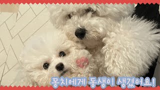 둘째 강아지 분양받은 날 브이로그 (Vlog on the day the second puppy was sold) / 다견가정 서열, 다견가정 질투, 다견가정 일상