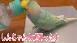 2021.6.16 ママ頑張ってる間しんちゃんも頑張ったよ　【セキセイインコしんちゃん】