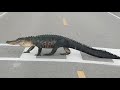 alligator crosses a road in south carolina state park