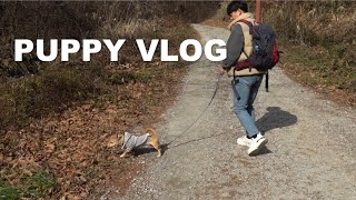 [VLOG 🐕] 강아지들이랑 등산가기ㅣ토요일 일상ㅣ마리와 보리ㅣ가을등산ㅣ배변 잘가리는 강아지