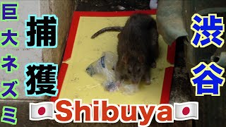 【巨大ネズミを捕獲】ネズミ殺し犯がネズミ殺し！in渋谷 【W杯】 日本対ベルギー戦　First roundo of the finals tournament