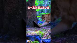 とべ動物園で無邪気に遊んだクレイ君の思い出。