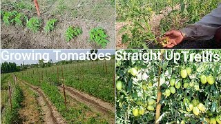 How To Plant Tomatoes Straight Up Trellis: Best Tomatoes Varieties To Grow For Profit