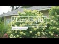 30 Seconds with 'Limelight' Panicle Hydrangea