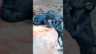 Baby Gorillas Growing Up Adventures