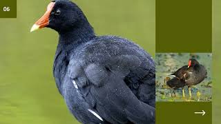 Bird watching at Gorewada Biodiversity Park, Nagpur