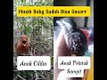 Deretan Burung Yang mudah gacor meski masih anakan