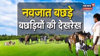 Annadata | नवजात बछड़े-बछड़ियों की कैसे करें देखभाल, जानिए | News18 Rajasthan | Hindi Latest News