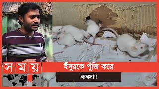 মামুনের ব্যতিক্রমী খামার ! | Rat Breeding Farm | Salahuddin Mamun | Rajshahi University | Somoy TV