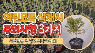 어린묘목 심을 때 주의사항 3가지! (시작하기 전 알고 심으세요!)