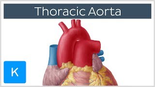 Thoracic (Descending) Aorta: Anatomy \u0026 Branches | Kenhub