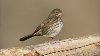 Bird,Woodlark Singing