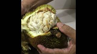 How to Peel Marang Fruit?